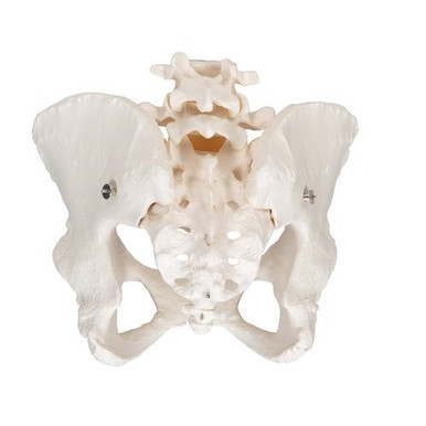 3B Scientific Human Female Pelvic Skeleton Model - 3B Smart Anatomy