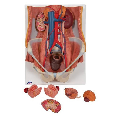 3B Scientific Dual Sex Urinary System Model, 6 Part - 3B Smart Anatomy