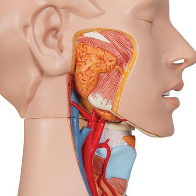 3B Scientific Deluxe Dual Sex Human Torso Model, 24 Part - 3B Smart Anatomy