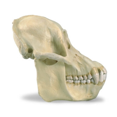 3B Scientific Orangutan Skull (Pongo Pygmaeus), Male, Replica