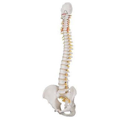 3B Scientific Classic Flexible Human Spine Model - 3B Smart Anatomy