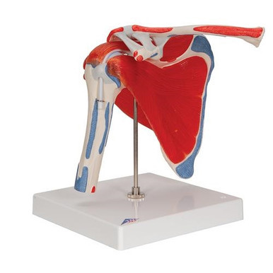 3B Scientific Human Shoulder Joint Model with Rotator Cuff & 4 Removable Muscles, 5 Part - 3B Smart Anatomy