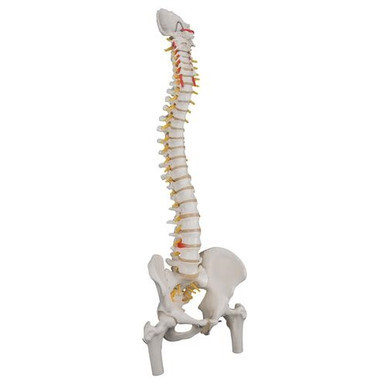 3B Scientific Classic Flexible Human Spine Model with Femur Heads - 3B Smart Anatomy