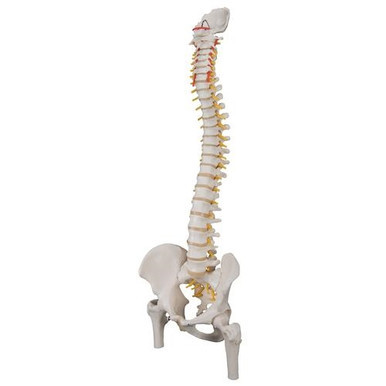 3B Scientific Classic Flexible Human Spine Model with Femur Heads - 3B Smart Anatomy