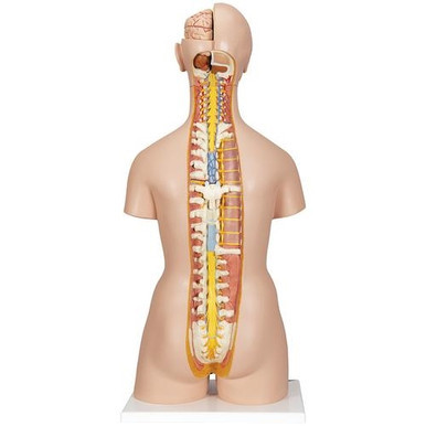 3B Scientific Deluxe Dual Sex Human Torso Model with Opened Back, 28 Part - 3B Smart Anatomy