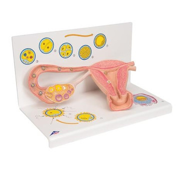 3B Scientific Ovaries & Fallopian Tubes Model with Stages of Fertilization, 2 - Times Magnified - 3B Smart Anatomy