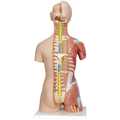 3B Scientific Deluxe Dual Sex Human Muscle Torso Model, 31 Part - 3B Smart Anatomy
