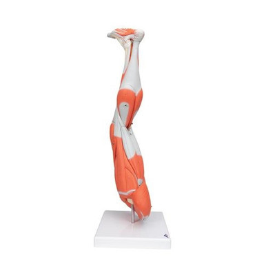 3B Scientific Muscle Leg Model, 3/4 Life-Size, 9 Part - 3B Smart Anatomy