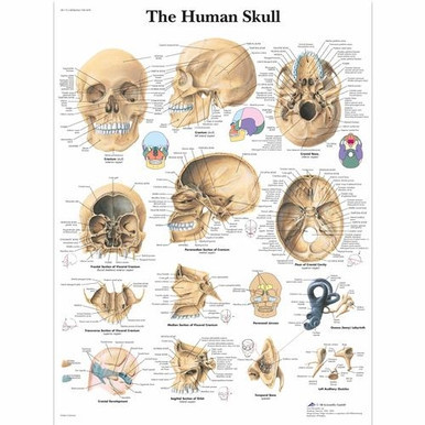 human skull anatomy