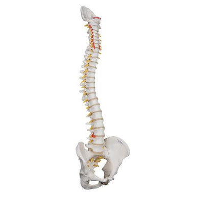3B Scientific Highly Flexible Human Spine Model, Mounted on a Flexible Core - 3B Smart Anatomy