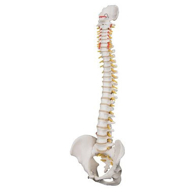 3B Scientific Highly Flexible Human Spine Model, Mounted on a Flexible Core - 3B Smart Anatomy
