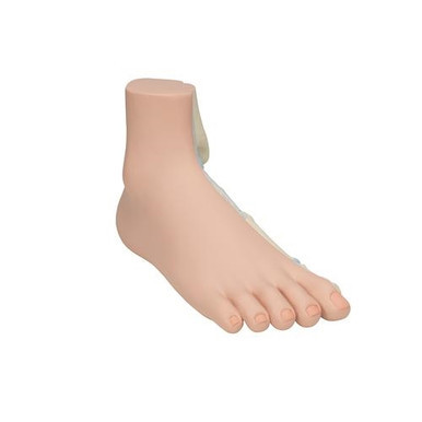 3B Scientific Normal Foot Model - 3B Smart Anatomy
