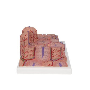3B Scientific MICROanatomy Liver Model - 3B Smart Anatomy