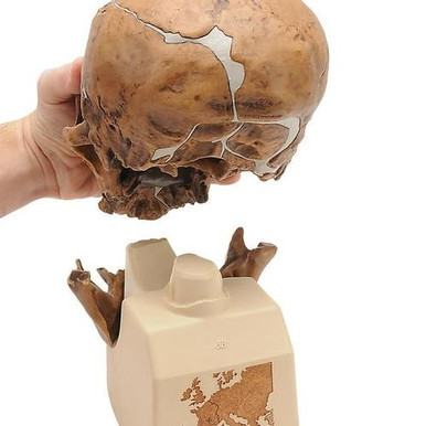 3B Scientific Replica Homo Neanderthalensis Skull (La Chapelle-aux-Saints 1)