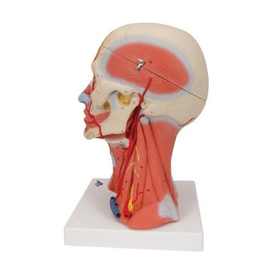 3B Scientific Head and Neck Musculature Model, 5 Part - 3B Smart Anatomy
