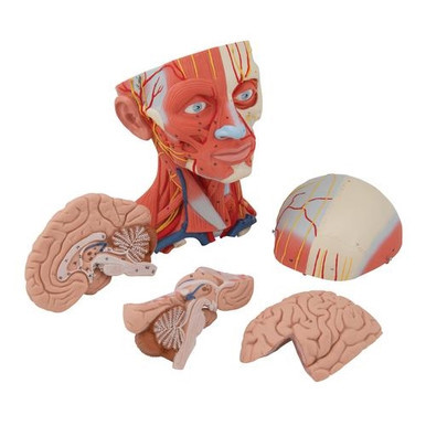 3B Scientific Head and Neck Musculature Model, 5 Part - 3B Smart Anatomy