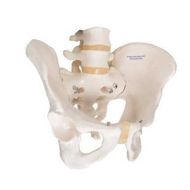 3B Scientific Human Male Pelvis Skeleton Model - 3B Smart Anatomy