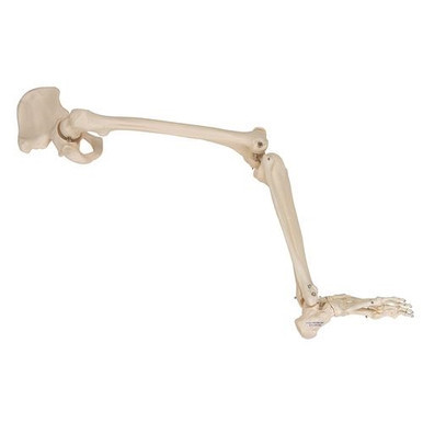 3B Scientific Human Leg Skeleton Model with Hip Bone - 3B Smart Anatomy