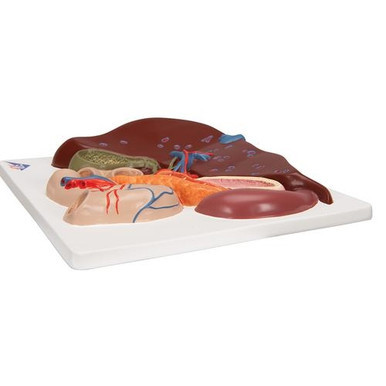 3B Scientific Liver Model with Gall Bladder, Pancreas & Duodenum - 3B Smart Anatomy