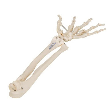 3B Scientific Human Hand Skeleton Model with Ulna & Radius, Elastic Mounted String - 3B Smart Anatomy