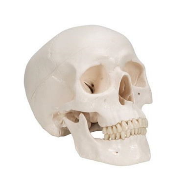 3B Scientific Classic Human Skull Model, 3 part - 3B Smart Anatomy