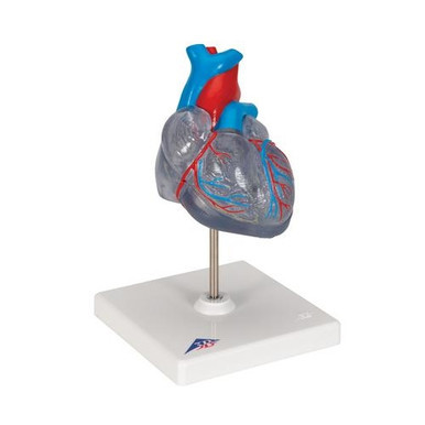 3B Scientific Classic Human Heart Model with Conducting System, 2 Part - 3B Smart Anatomy