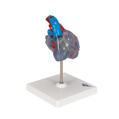 3B Scientific Classic Human Heart Model with Conducting System, 2 Part - 3B Smart Anatomy