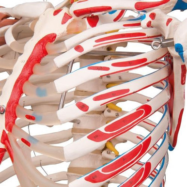 3B Scientific Human Skeleton Model Sam on Hanging Stand with Muscle & Ligaments - 3B Smart Anatomy