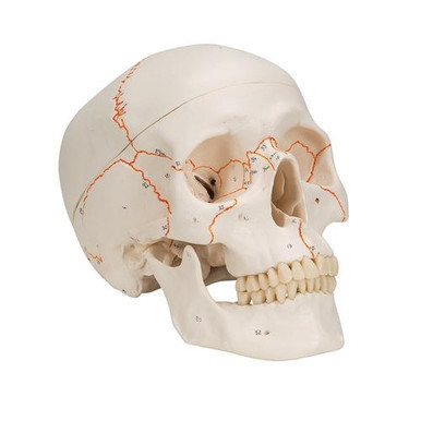 3b scientific human anatomy
