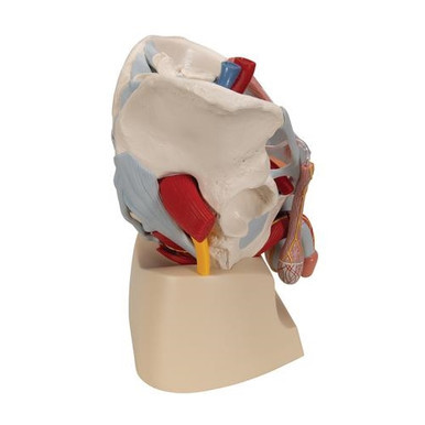 3B Scientific Male Pelvis Skeleton Model with Ligaments, Vessels, Nerves, Pelvic Floor Muscles & Organs, 7 Part - 3B Smart Anatomy