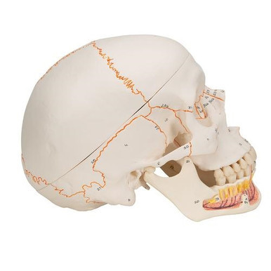3B Scientific Classic Human Skull Model with Opened Lower Jaw, 3 Part - 3B Smart Anatomy