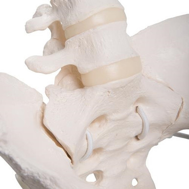 3B Scientific Flexible Human Female Pelvis Model with Femur Heads - 3B Smart Anatomy