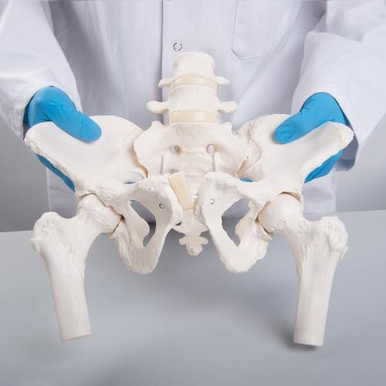3B Scientific Flexible Human Female Pelvis Model with Femur Heads - 3B Smart Anatomy
