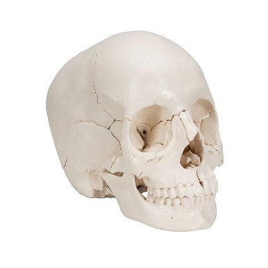 3B Scientific Beauchene Adult Human Skull Model, Bone Colored Version, 22 Part - 3B Smart Anatomy