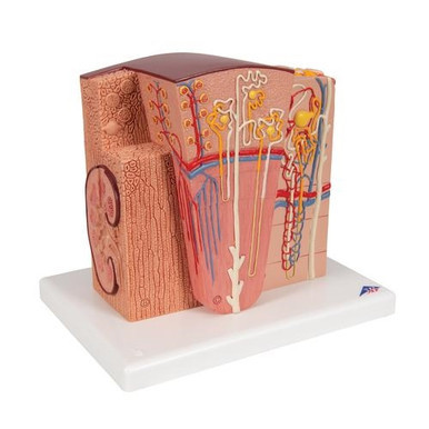 3B Scientific MICROanatomy Kidney Model - 3B Smart Anatomy