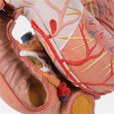 Human Stomach Model