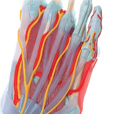 3B Scientific Foot Skeleton Model with Ligaments & Muscles Smart Anatomy