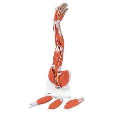 3B Scientific Muscle Arm Model, 3/4 Life-Size, 6 Part Smart Anatomy
