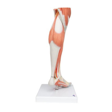 3B Scientific Life-Size Lower Muscle Leg Model with Detachable Knee, 3 Part Smart