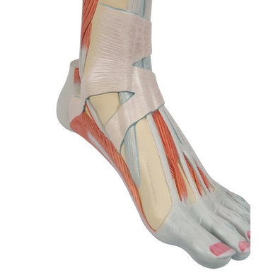 3B Scientific Life-Size Lower Muscle Leg Model with Detachable Knee, 3 Part Smart