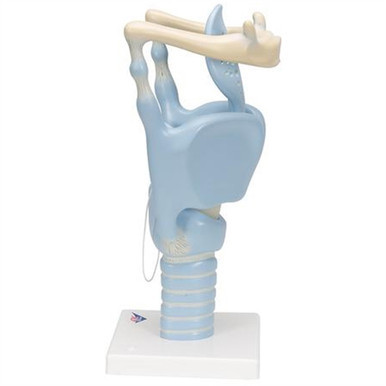 3B Scientific Functional Human Larynx Model, 3 Times Full-Size Smart Anatomy