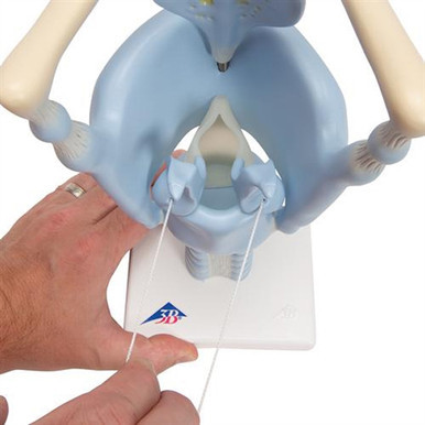 3B Scientific Functional Human Larynx Model, 3 Times Full-Size Smart Anatomy