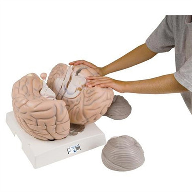 3B Scientific Giant Human Brain Model, 2.5 Times Full-Size, 14 Part Smart Anatomy