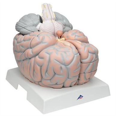 3B Scientific Giant Human Brain Model, 2.5 Times Full-Size, 14 Part Smart Anatomy
