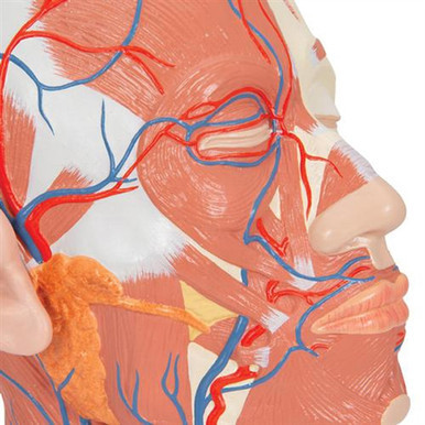 3B Scientific Head Musculature Model with Blood Vessels Smart Anatomy