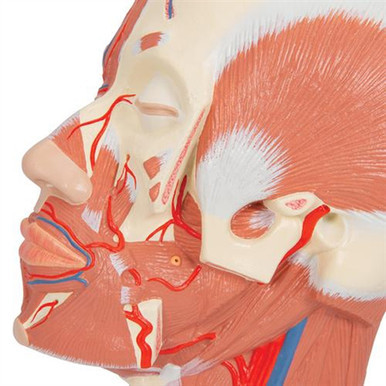 3B Scientific Head Musculature Model with Blood Vessels Smart Anatomy