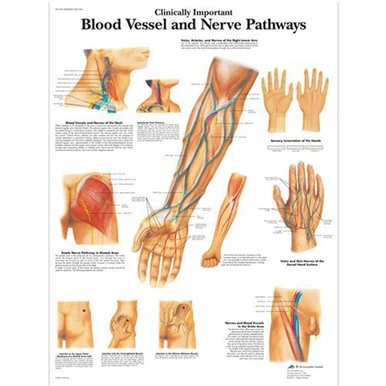 Blood vessel anatomy / nerve pathways chart