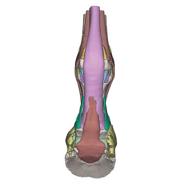 Erler Zimmer Foot of a Horse as Model - Model 1