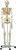 Flexible Human Skeleton Model