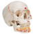 3B Scientific Classic Human Skull Model Painted, with Opened Lower Jaw, 3 Part Smart Anatomy